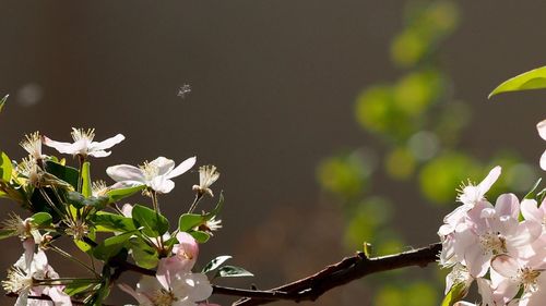 Close-up of white flowers blooming on tree