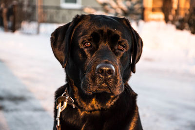 Portrait of black dog looking at camera