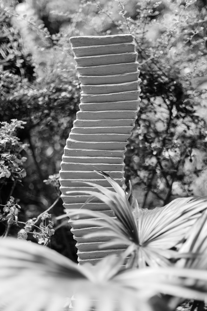 CLOSE-UP OF FLOWERING PLANT AGAINST TREES