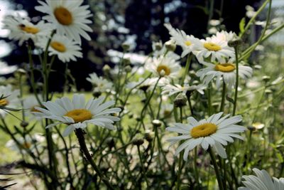 Close-up of white daisy flowers