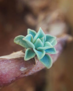 Close-up of hand holding plant