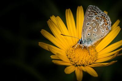 Close-up of butterfly on yellow flower