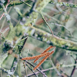 Close-up of dry leaf on branch