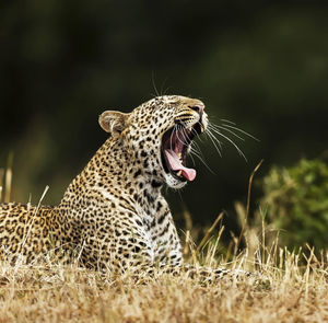 Close-up of a cat looking away
