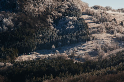 Close-up of sheep against trees