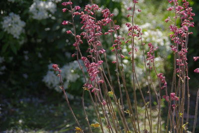 Close-up of pink flowering plants against trees