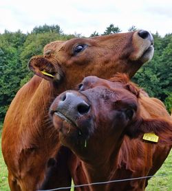 Close-up of cattle snuggling in pasture