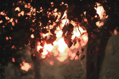 Close-up of orange leaves against sky at sunset