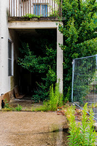 Plants growing outside house