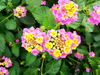 Close-up of pink flowering plants