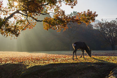 Dog standing in a park during autumn