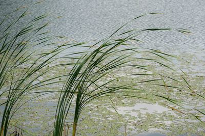 Close-up of fresh grass