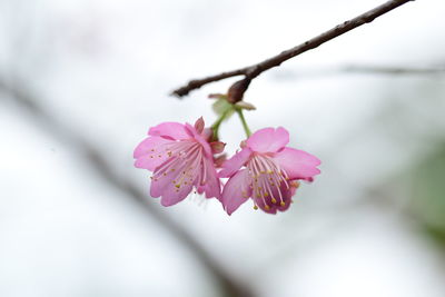 Close-up of pink flower on branch