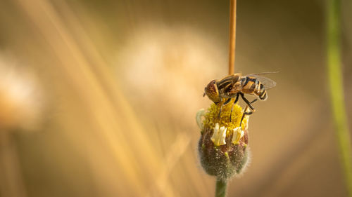 Close-up of insect on flower