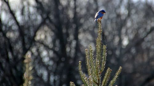 Close-up of a bird perching on pine tree