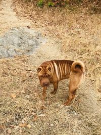 High angle view of tiger on field