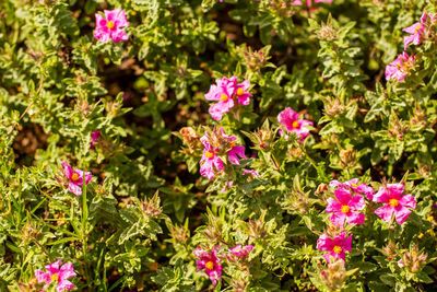 Close-up of pink flowering plants in park