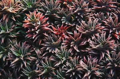 Full frame shot of plants