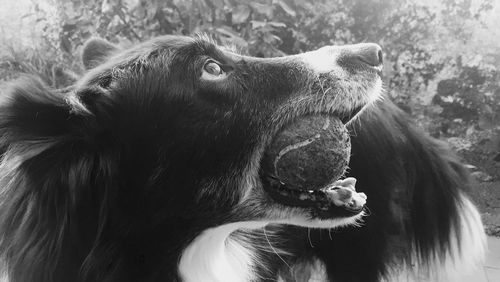 Close-up of dog holding ball