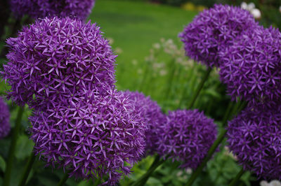 Close-up of purple flowers