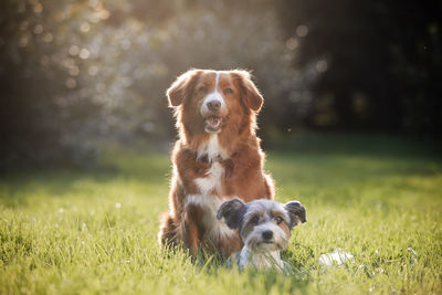 Two dog friends sitting together on meadow. cute terrier and retriever on sunny summer day.