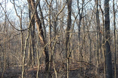 Bare trees in forest during winter