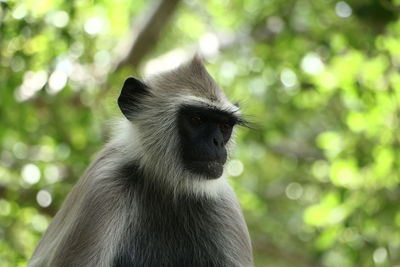 Close-up of monkey looking away in forest