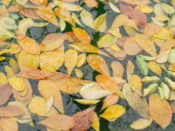 Full frame shot of yellow flowering plant leaves