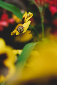 Close-up of yellow flower