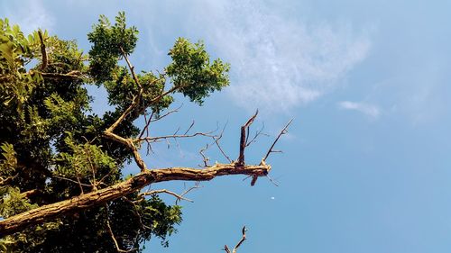 Low angle view of bird perching on tree against sky