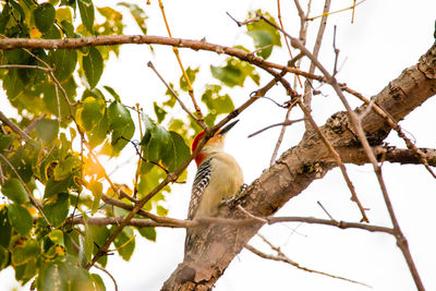 Low angle view of bird perching on tree against clear sky