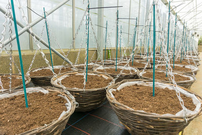 Plants growing in wicker basket