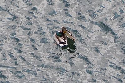 High angle view of woman swimming in water