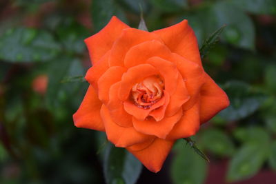 Close-up of rose