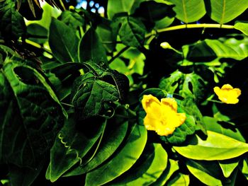 Close-up of yellow flowering plant leaves