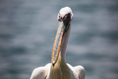 Close-up of a bird