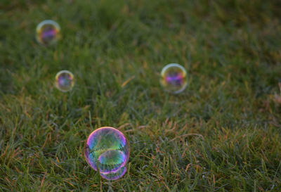 Bubbles on grassy field