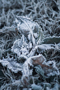 Full frame shot of frozen plants