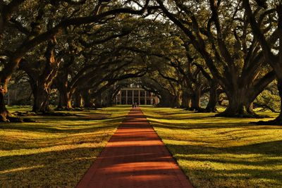 Oak alley plantation