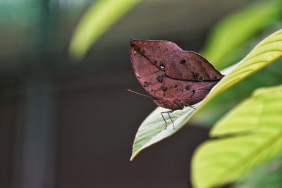 Close-up of butterfly on plant