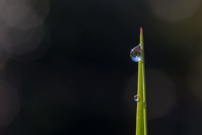 Close-up of water drop on grass against black background