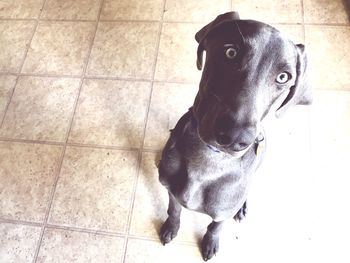 Portrait of dog sitting on tiled floor