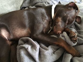 Close-up of dog sleeping on bed at home