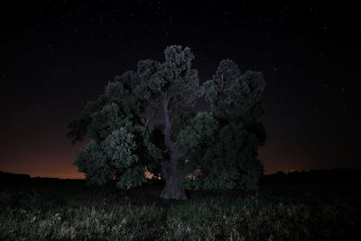 Trees on field against sky at night