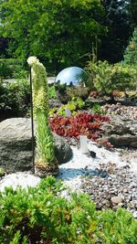 Plants growing on rock