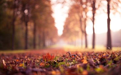 Autumn leaves on field