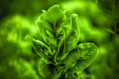 Close-up of green leaves