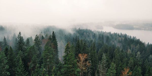 Panoramic view of pine trees in forest against sky