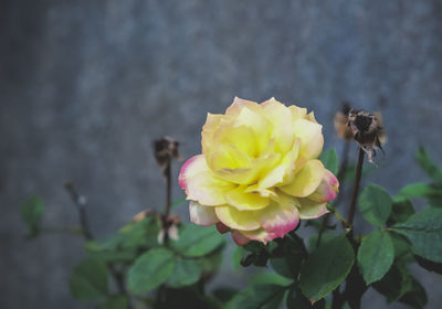 Close-up of bee on yellow rose