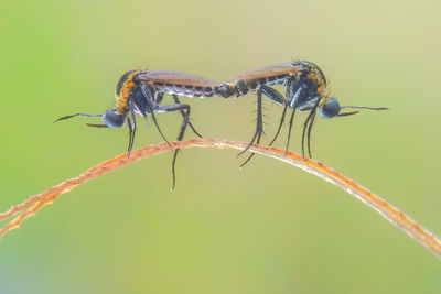 Close-up of insect on leaf